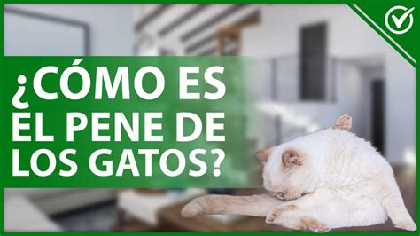 penes de gato|Características y enfermedades del pene de gato macho